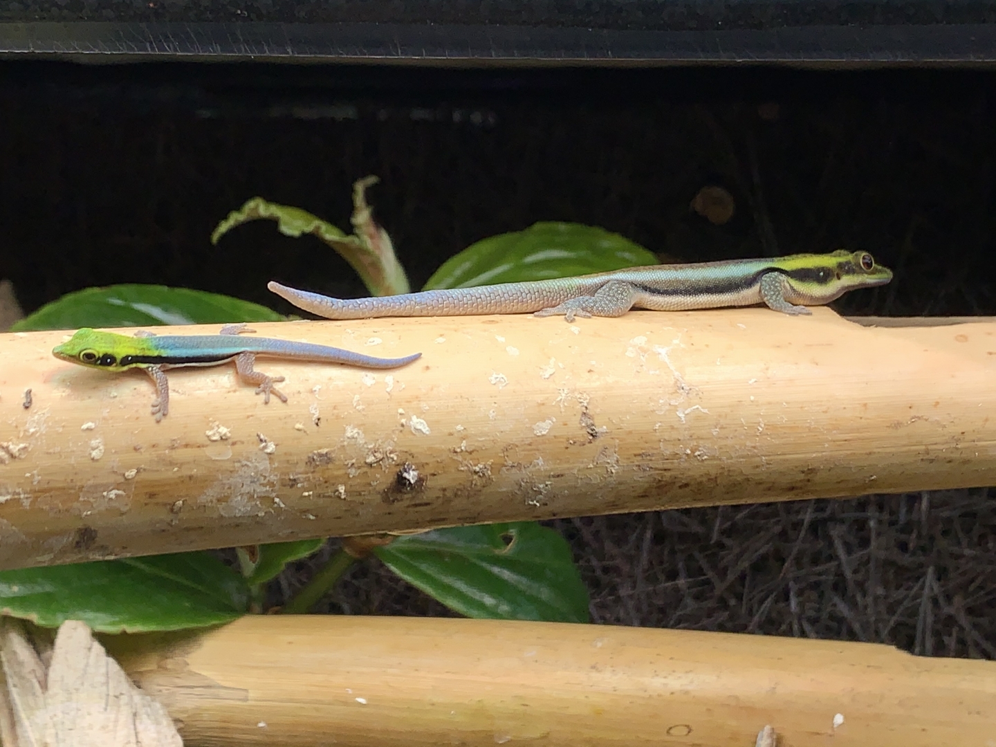P. Klemmeri