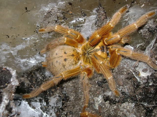 P. murinus Adult Female