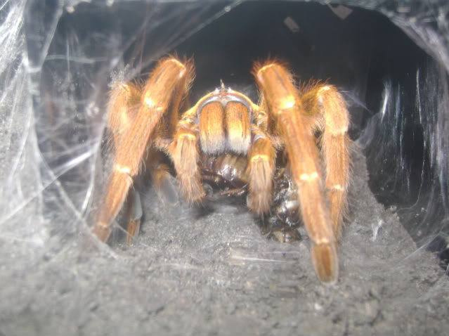P. murinus Eating Roach
