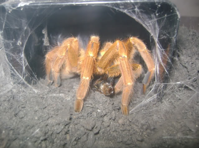 P. murinus Eating Roach