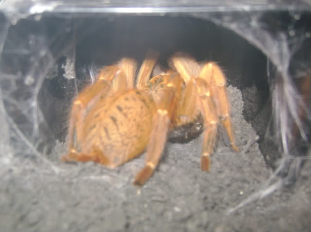 P. murinus Eating Roach