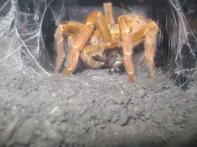 P. murinus Eating Roach