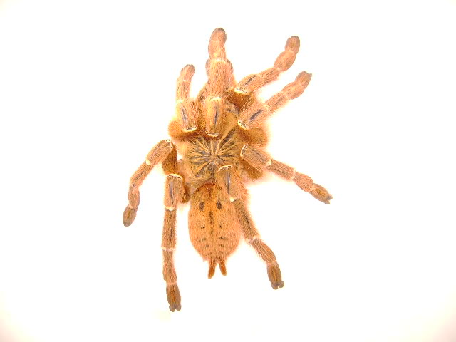 P. murinus Female