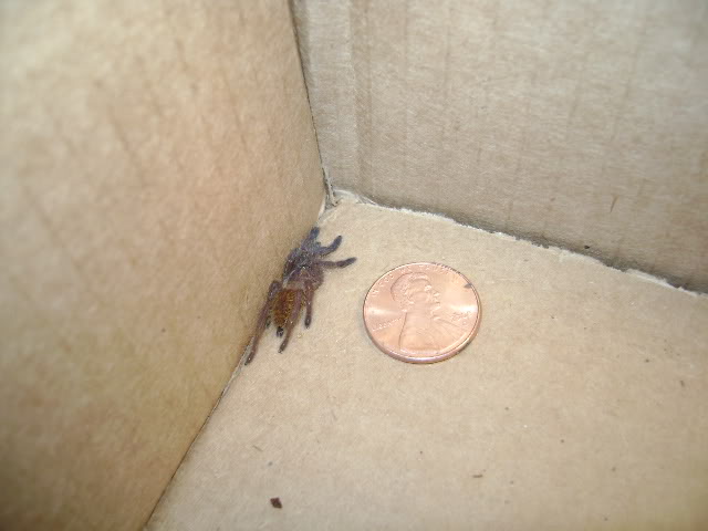 P. murinus Sling
