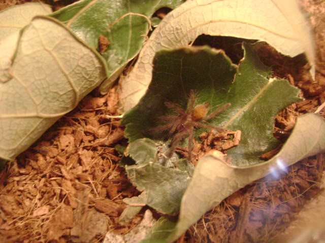 P. murinus Sling
