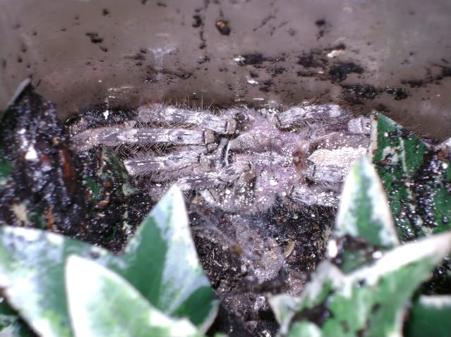 P. pederseni