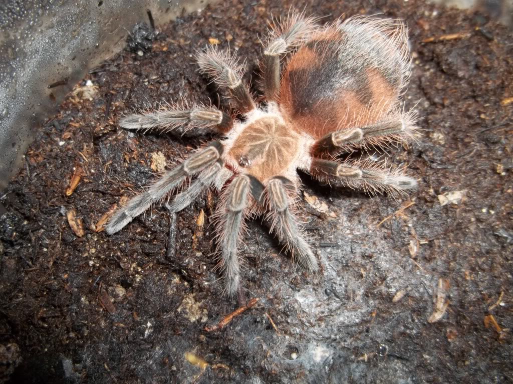 P. platyomma