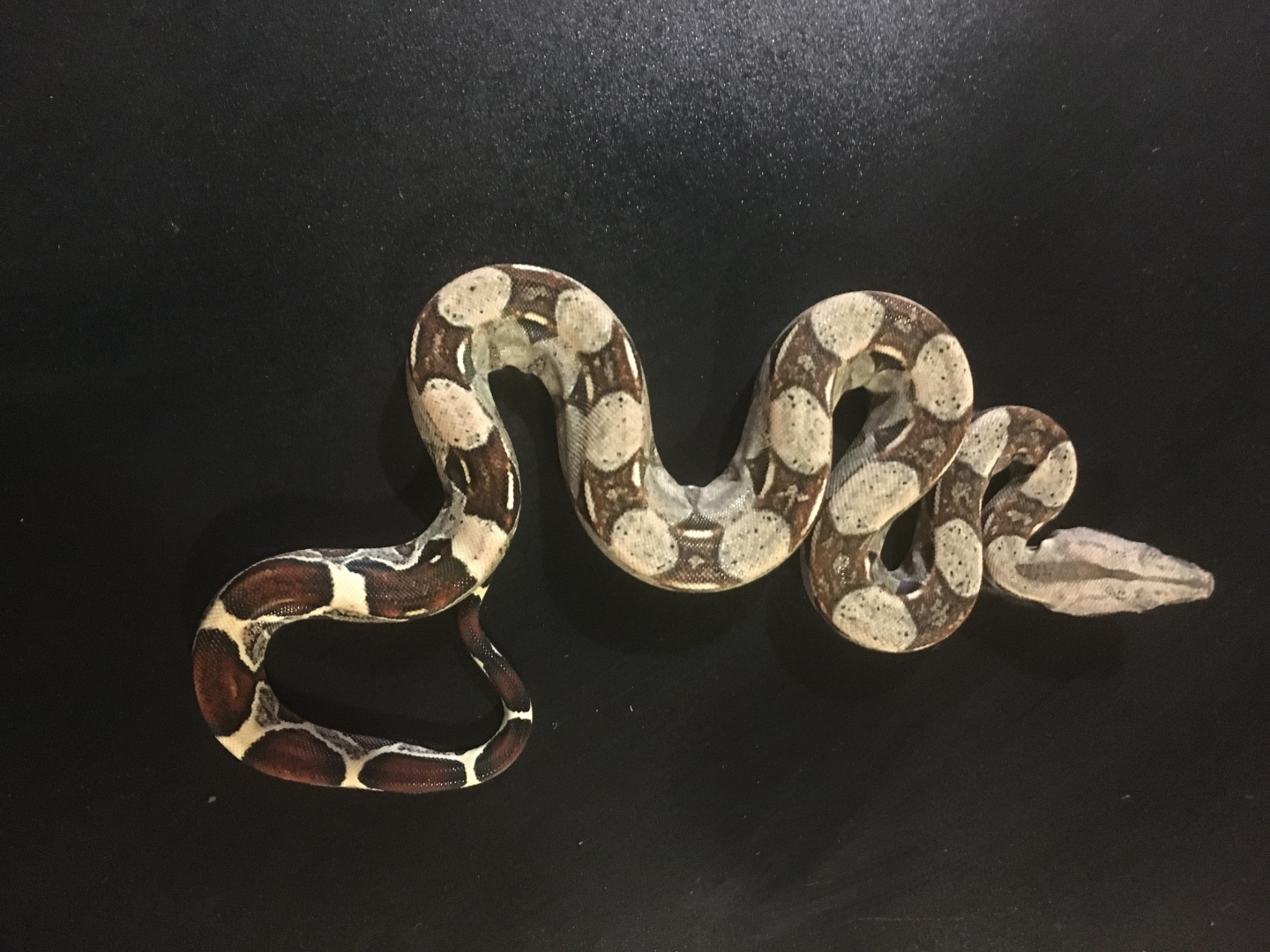 P0 Male 60 grams at birth