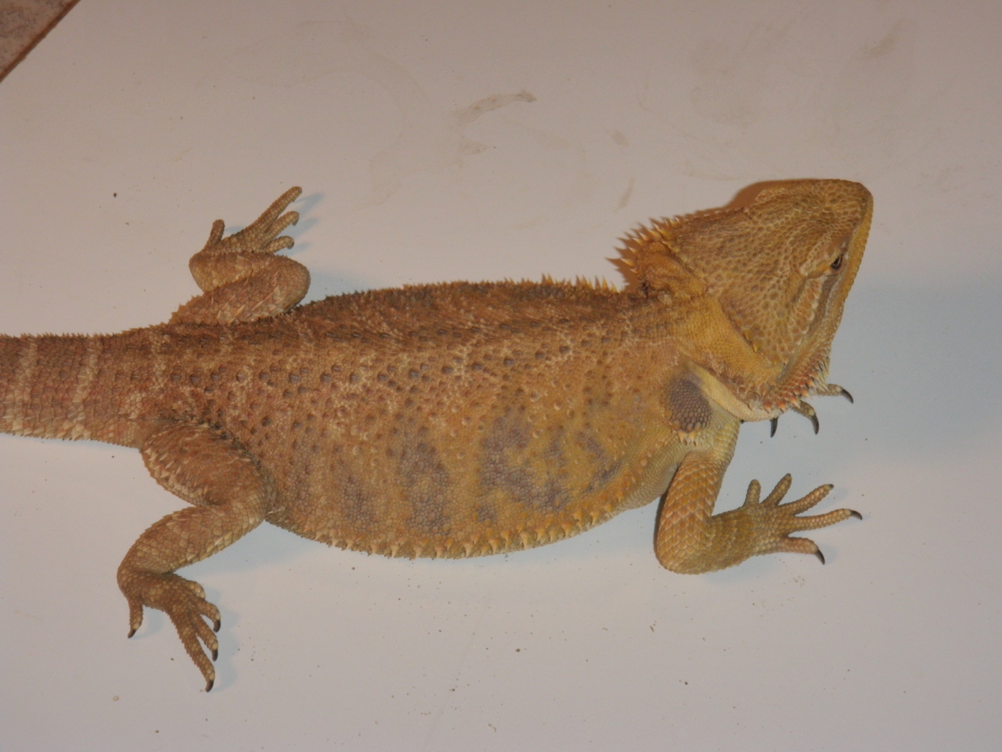 P4200209
