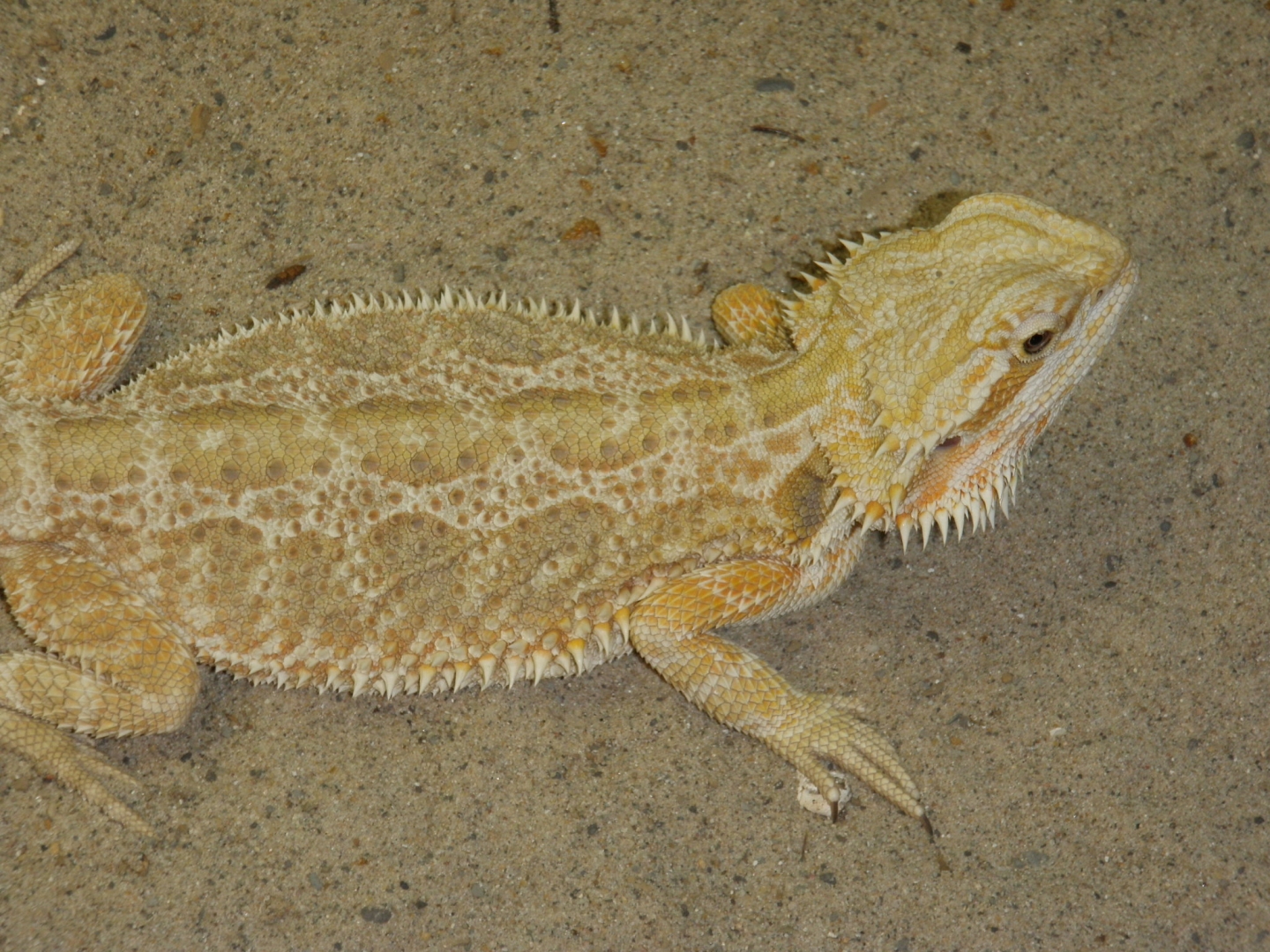 P4200240