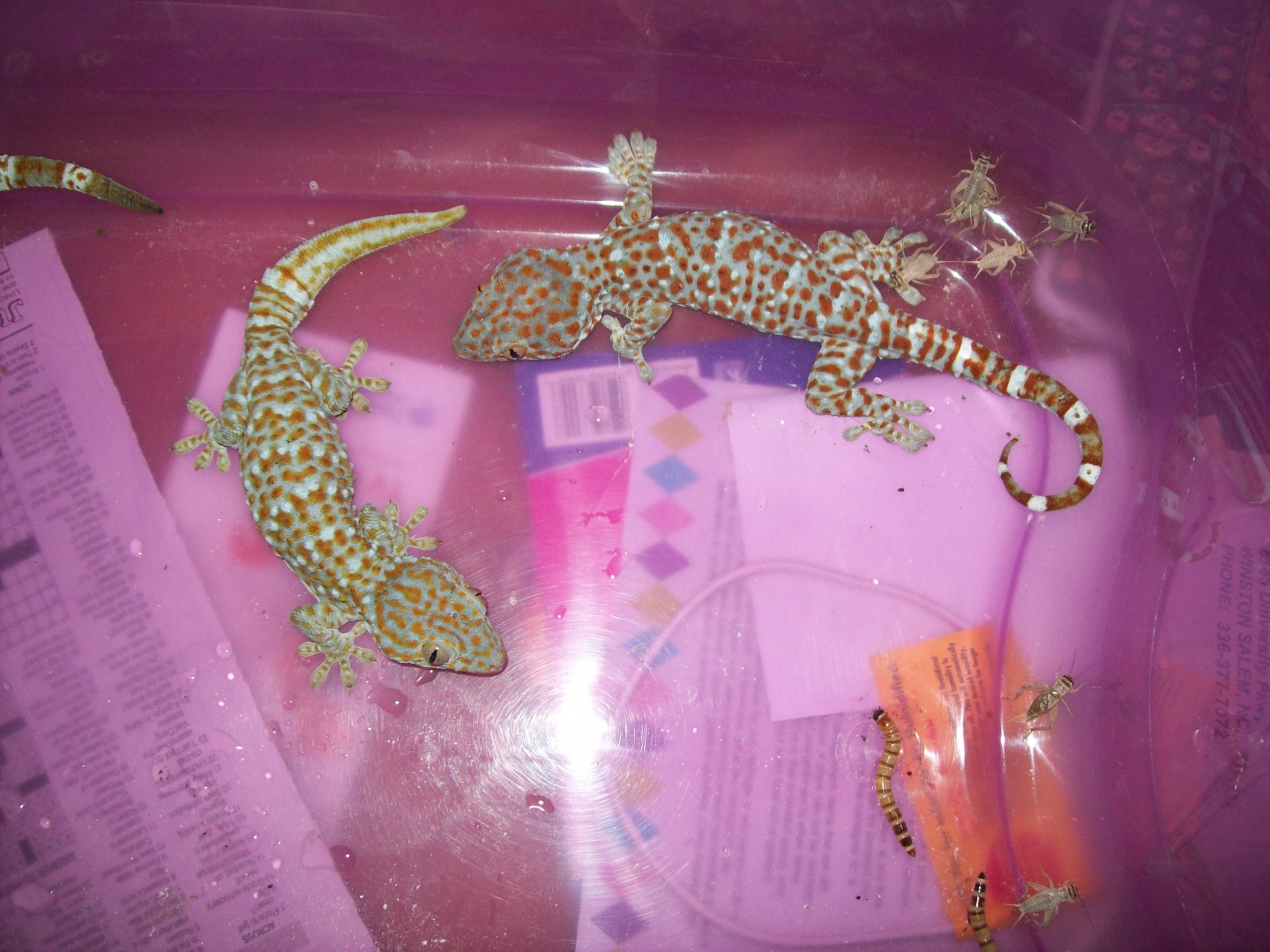 pair 1