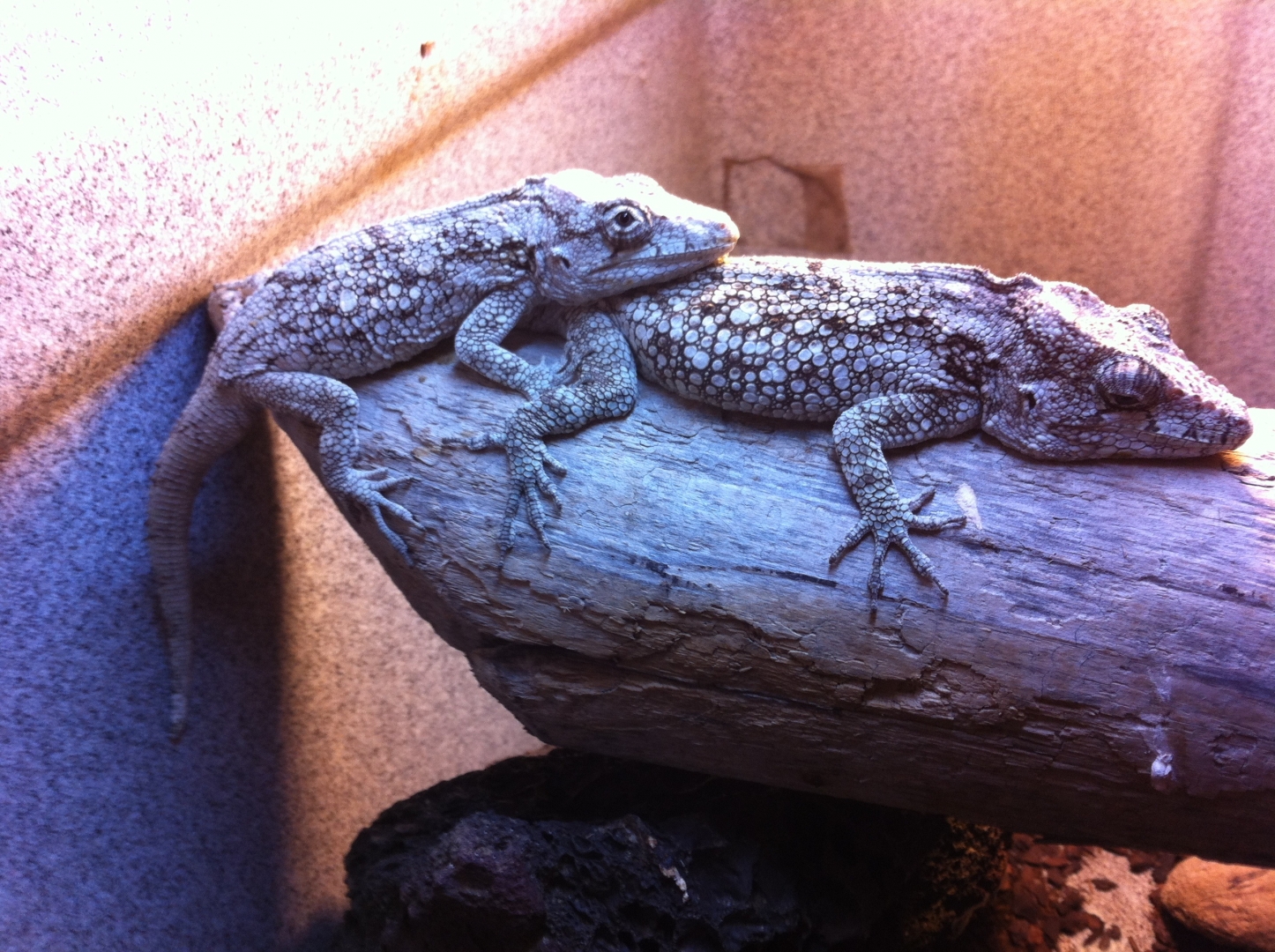 Pair C Barbaratus