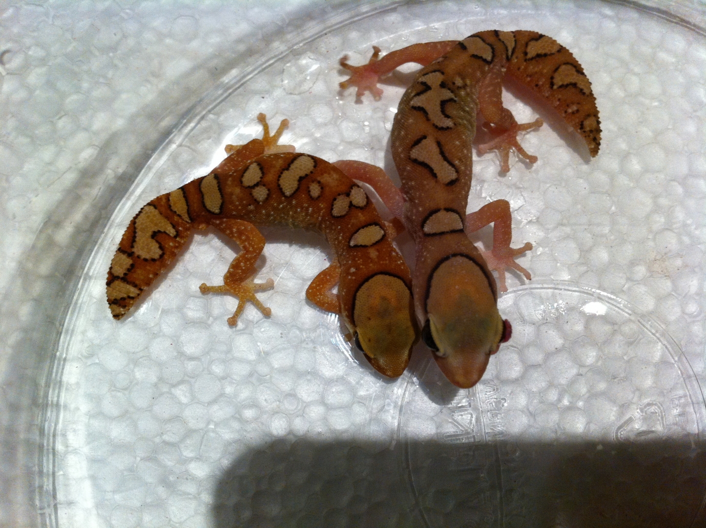 Pair  Diplodactylus.  gallateus