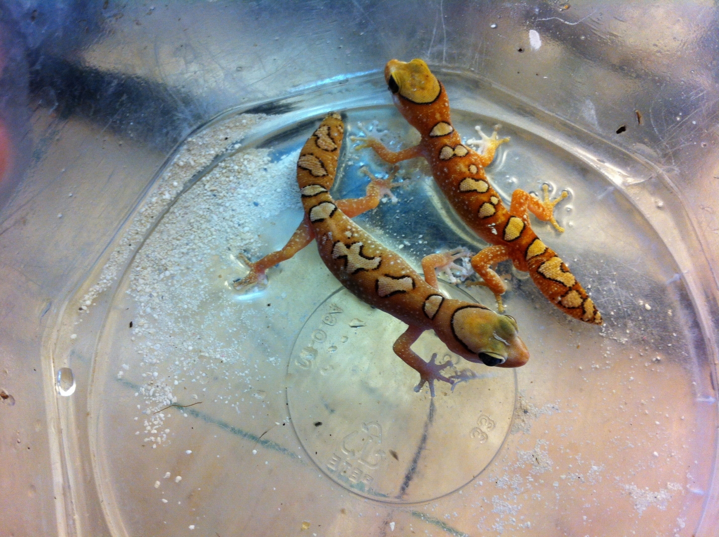 Pair  Diplodactylus.  gallateus