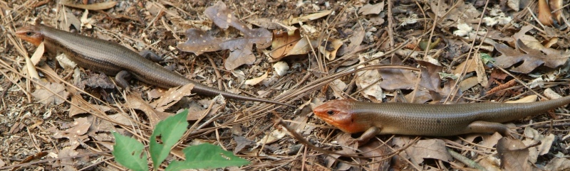 Pair of skinks