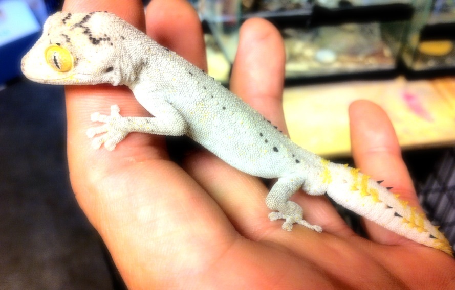 Pair Strophurus ciliaris ciliaris