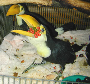 Pair toco toucan Birds for sale $800