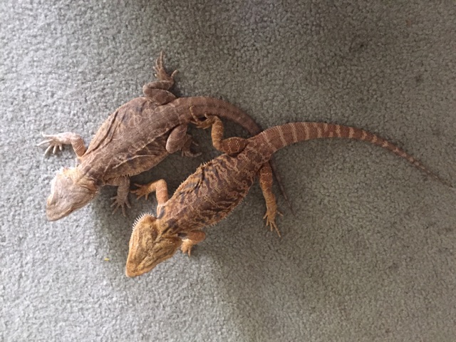 pairs leatherback/subadults