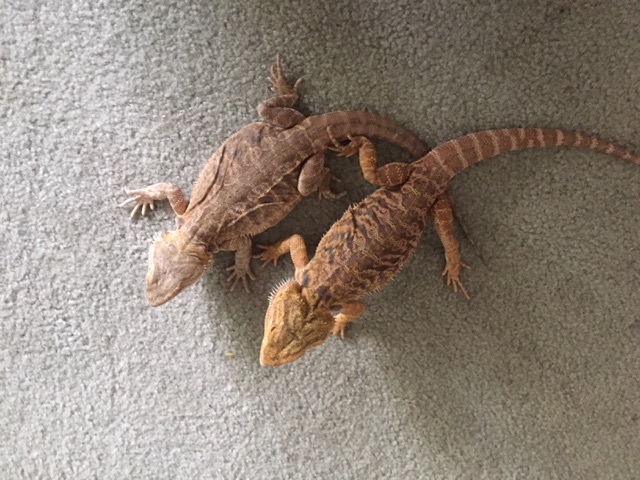 pairs leatherback/subadults