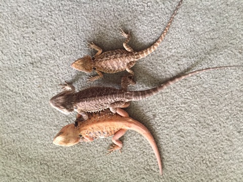 pairs leatherback/subadults