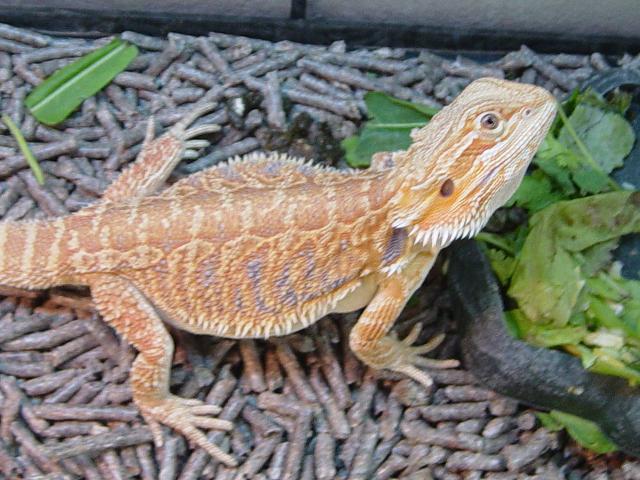 Pakololo