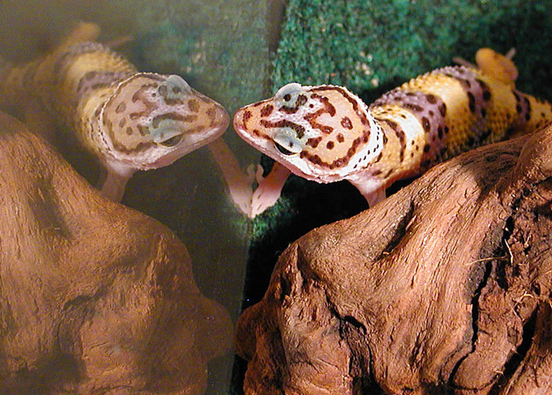 Palette - high yellow or normal
