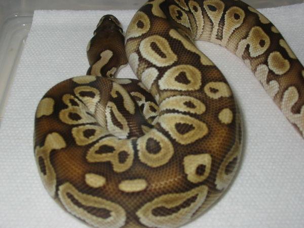 palinakyusa