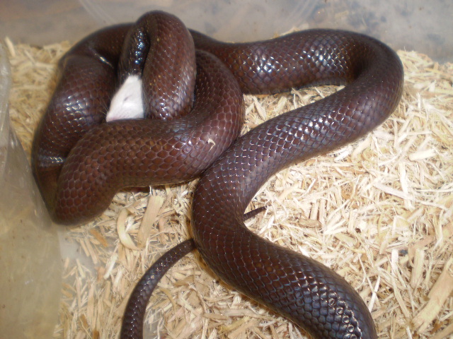 Palomar Ghost x Mex.Black (f1)