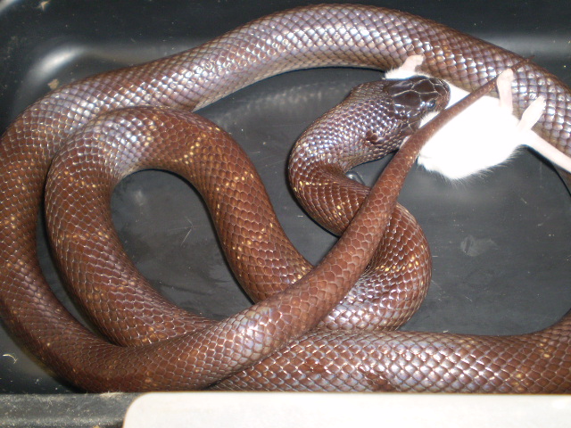 Palomar Ghost x Mex.Black (f1)