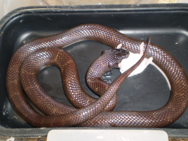 Palomar Ghost x Mex.Black (f1)