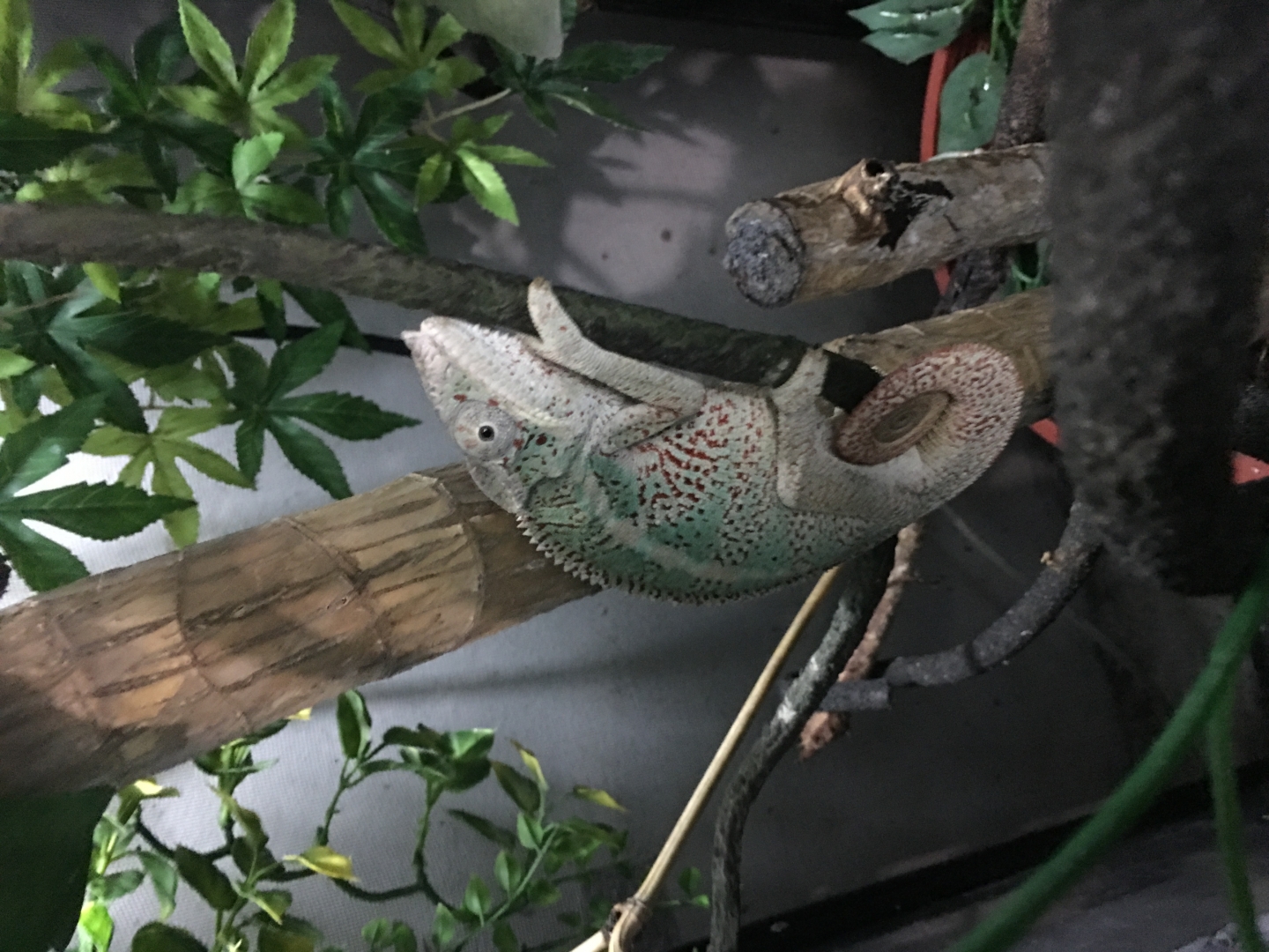 Panther Ambilobe 12 months Panther Chameleon male