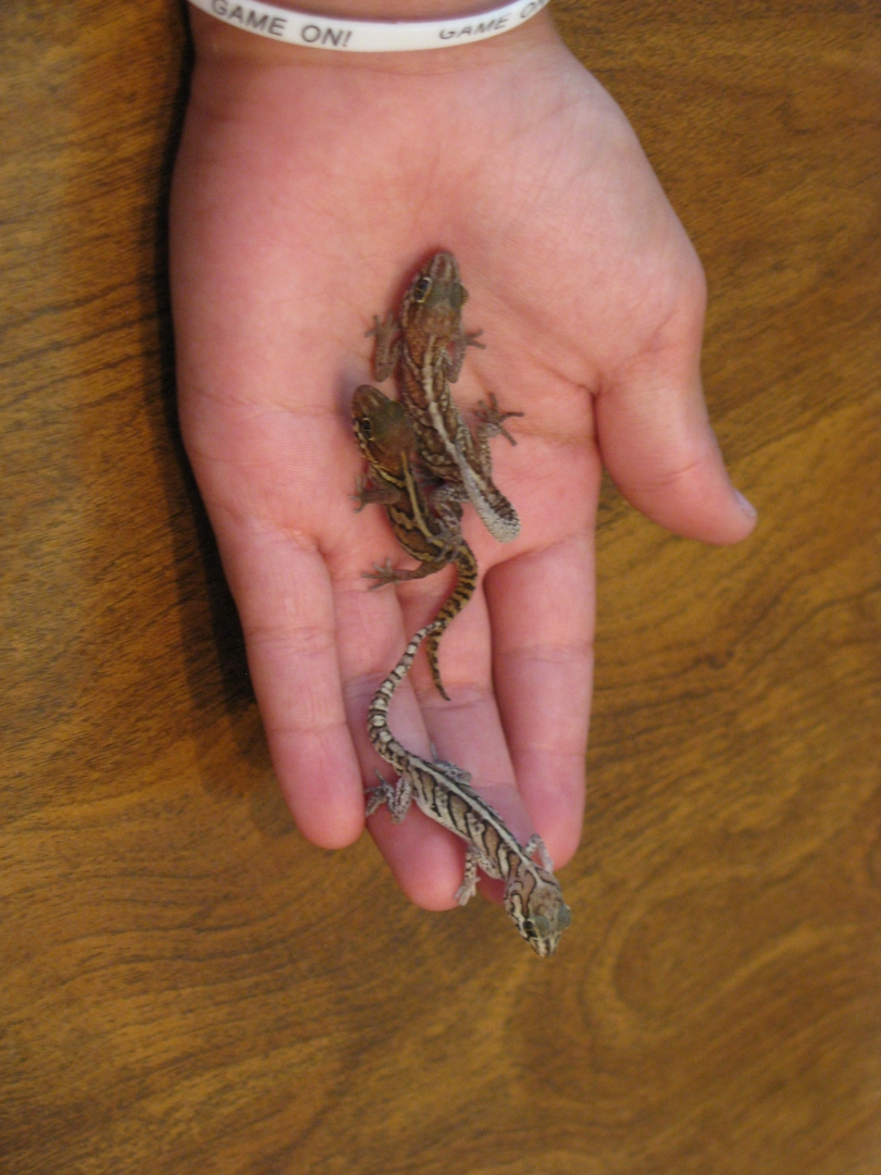 panther geckos