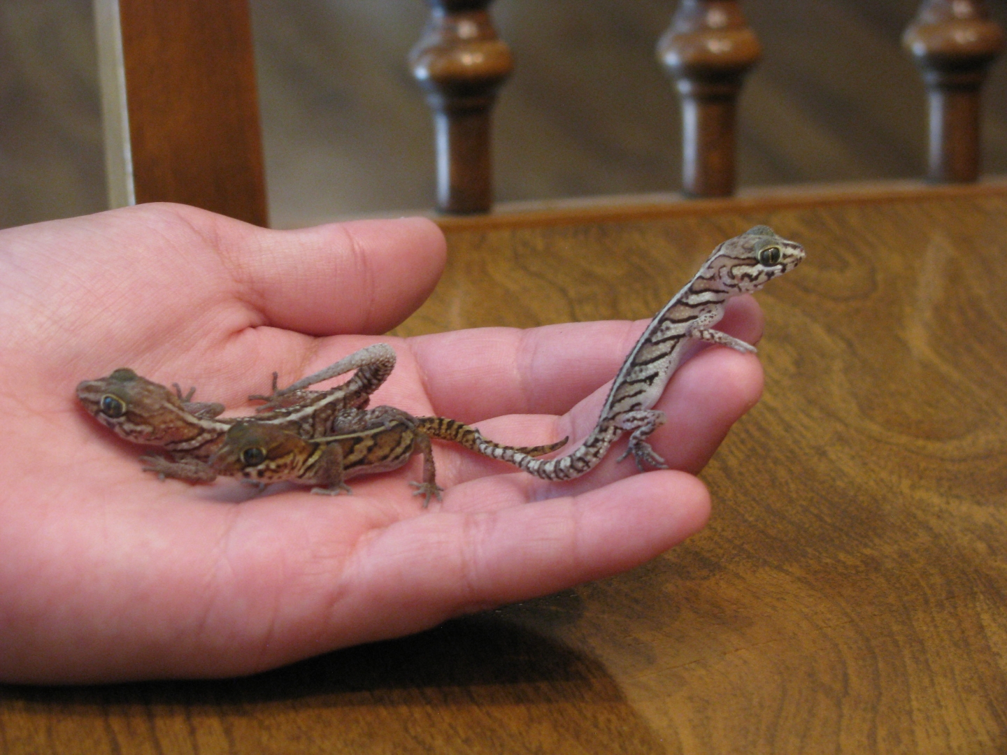 panther geckos
