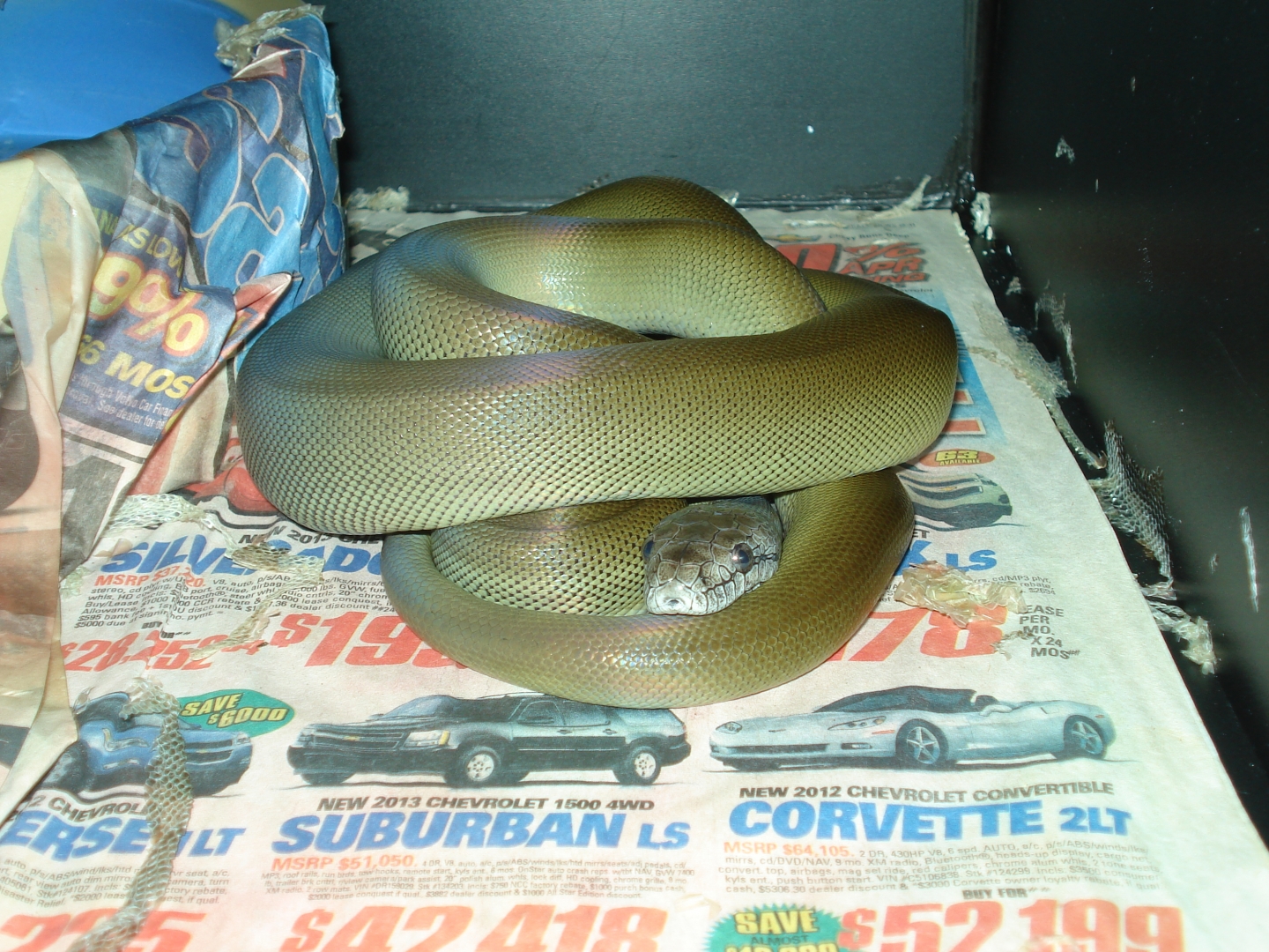 Papuan Python