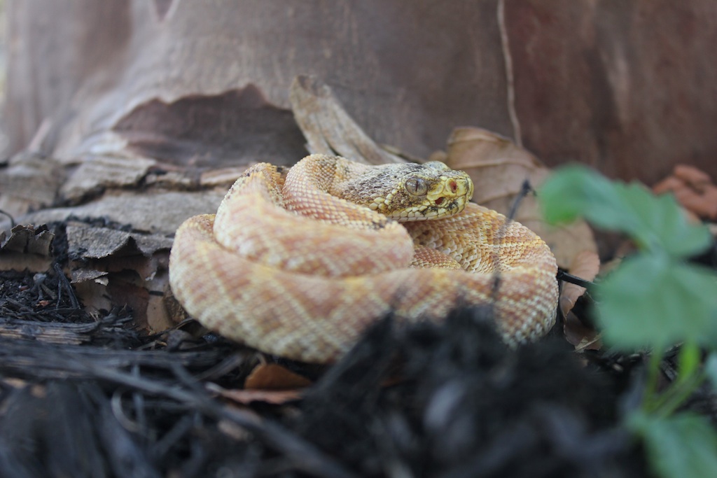 Paradox Albino Eastern Diamondback