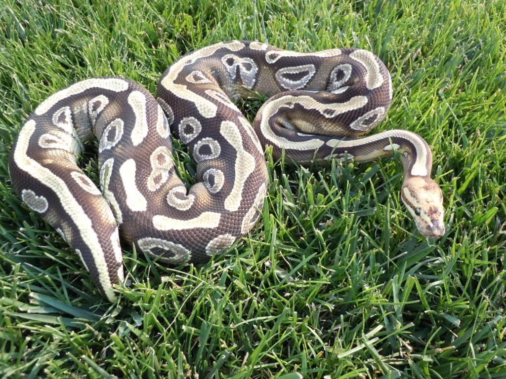 paradox mojave female