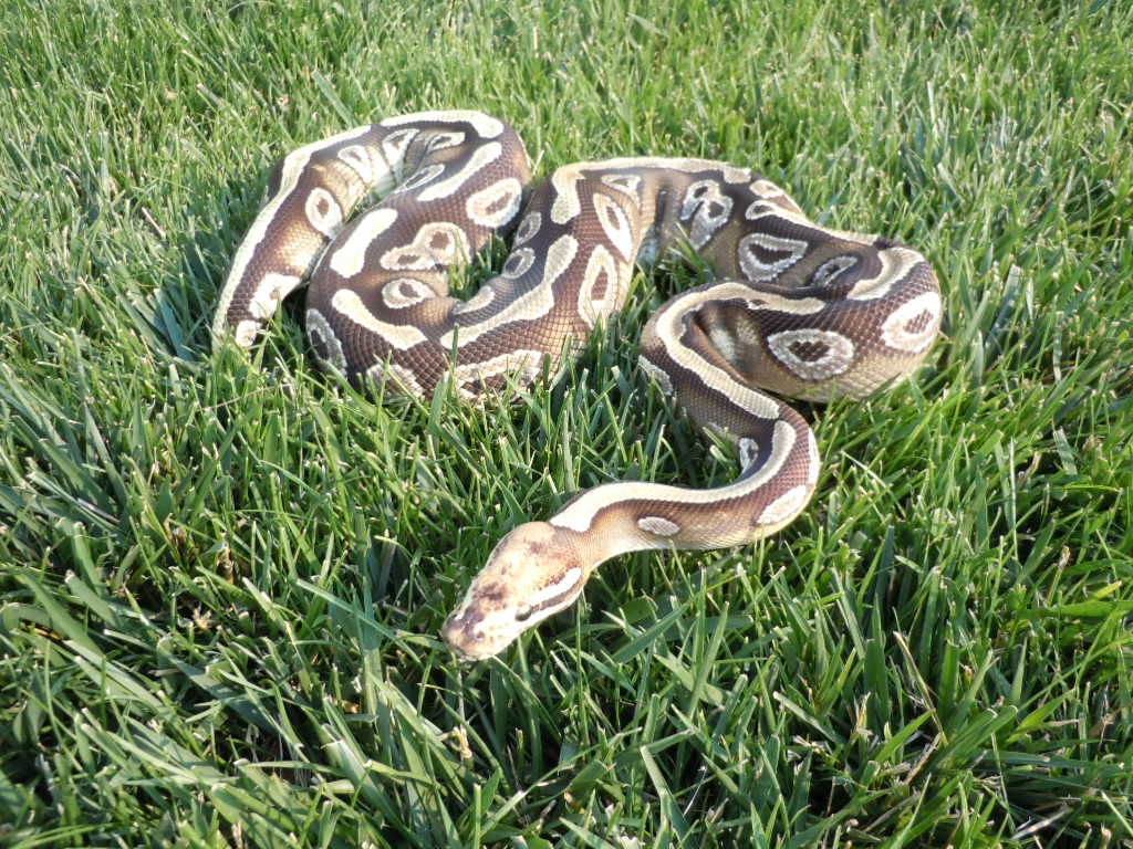 paradox mojave female