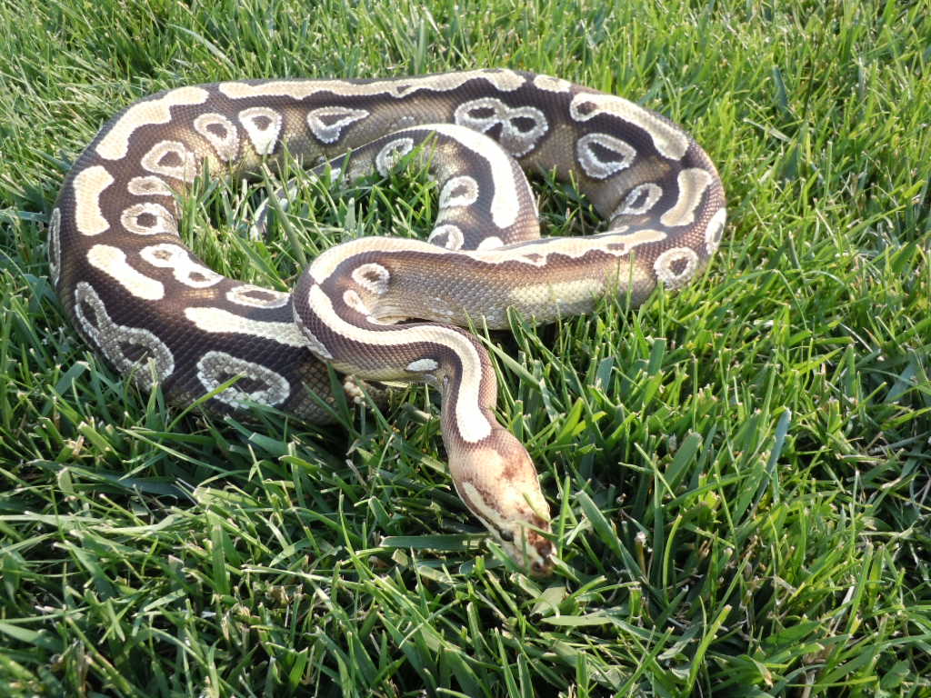 paradox mojave female