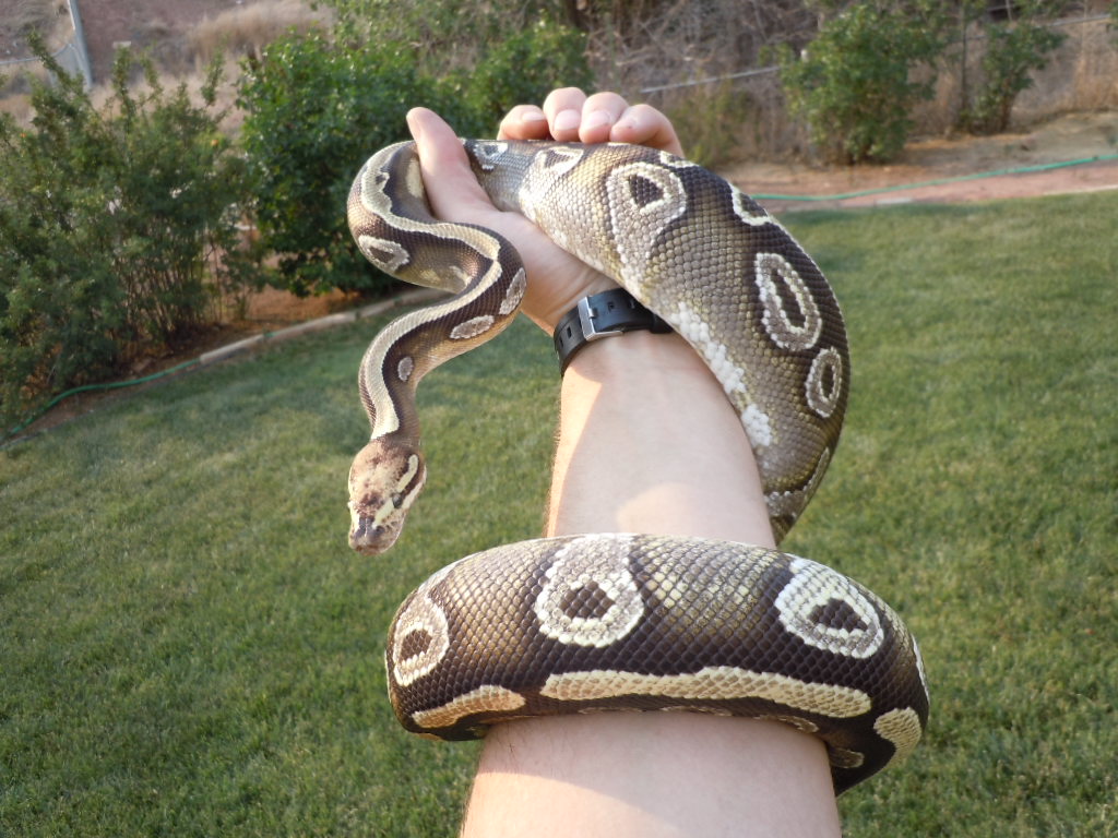 paradox mojave female
