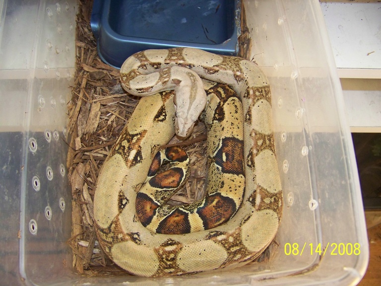 pastel boa