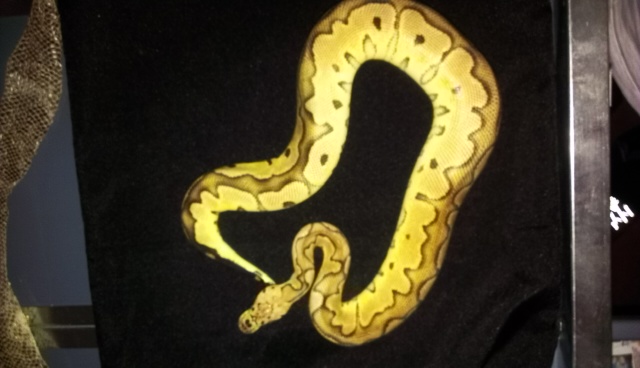 Pastel Clown Male For Sale