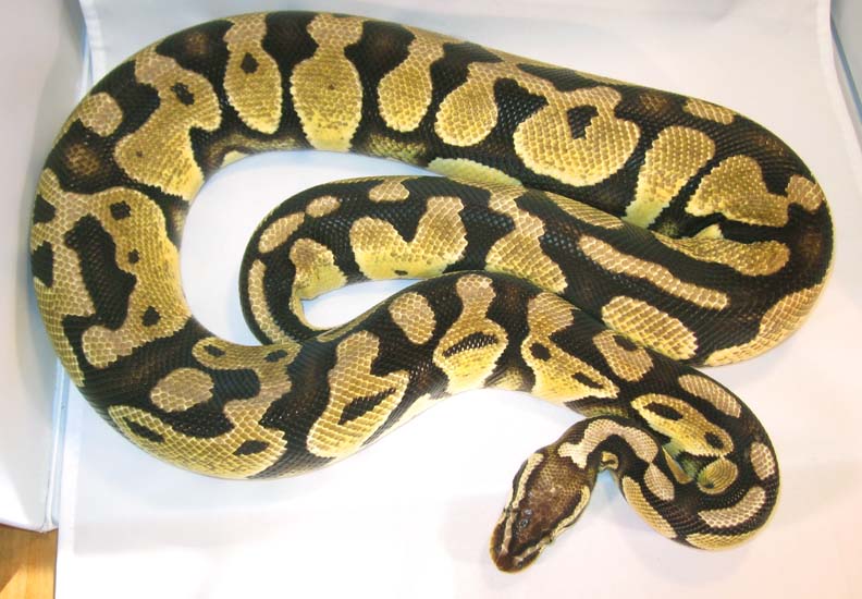 Pastel Female#1 9-12