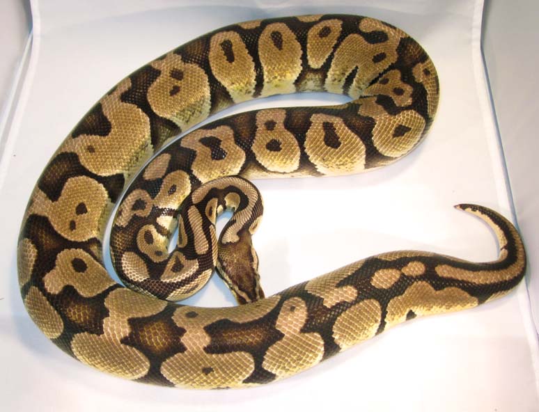 Pastel Female 9-12 #2