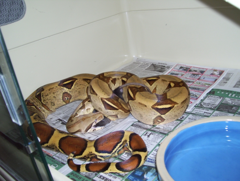 pastel female breeder