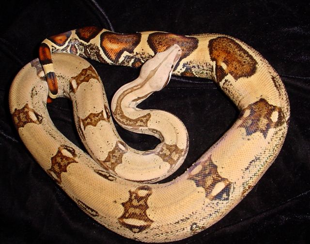Pastel female