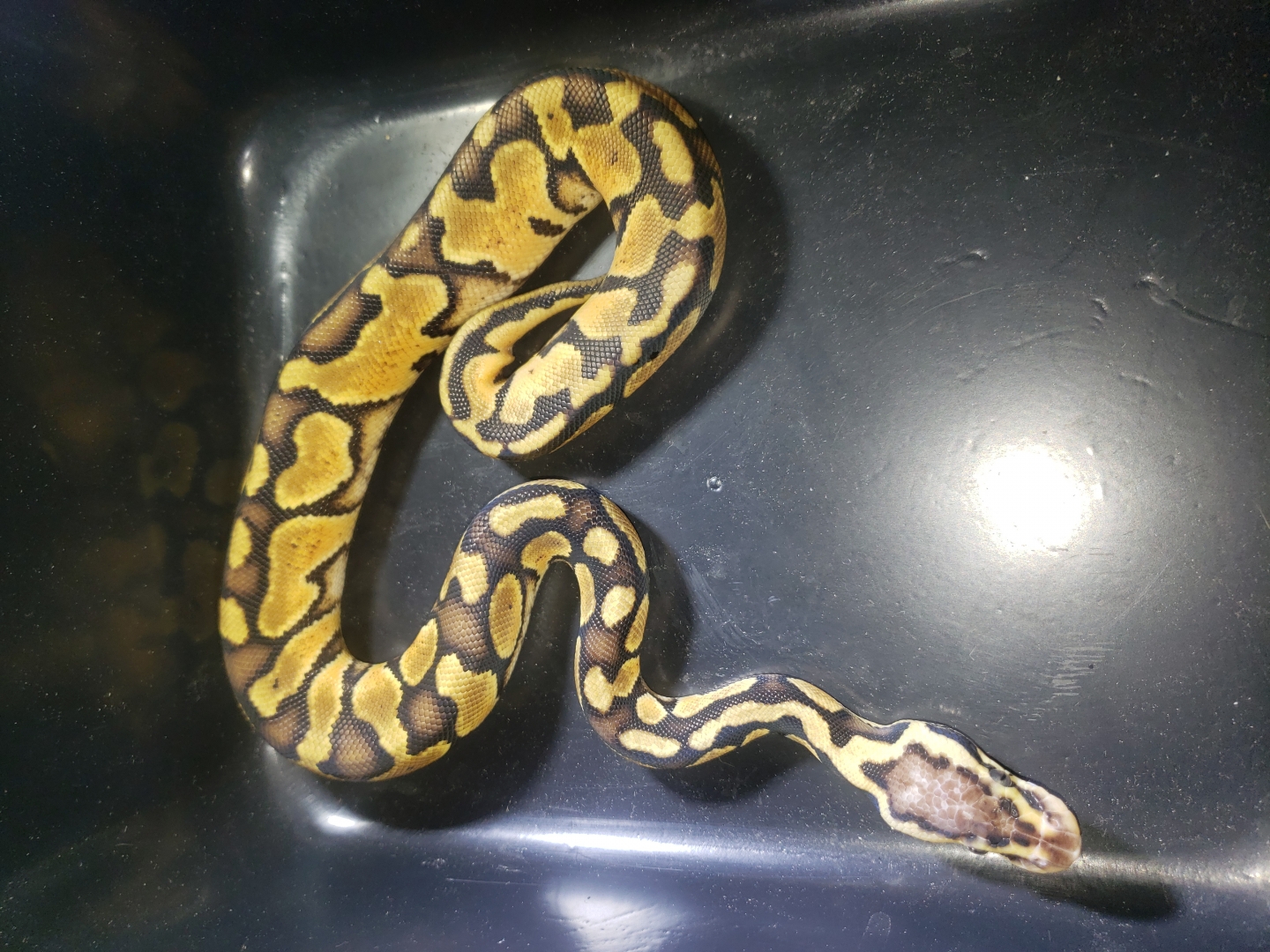 Pastel het clown male possible blade