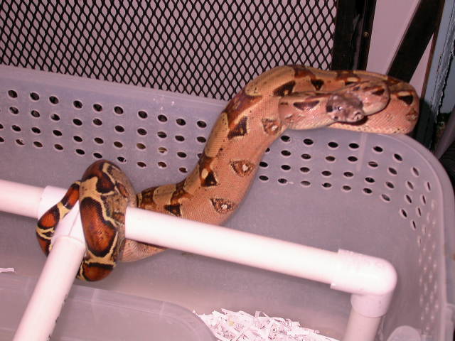pastel het