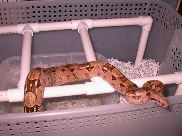 pastel het