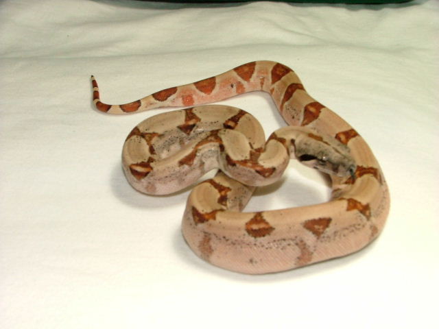 Pastel hypo #2