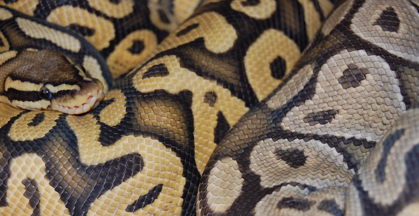 pastel hypo and grey hypo